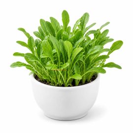 فروش بذر شاهی عمده