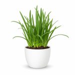 خرید بذر عمده تره