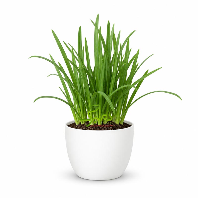 خرید بذر عمده تره