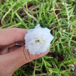 بهترین زمان کاشت بذر ناز آفتابی