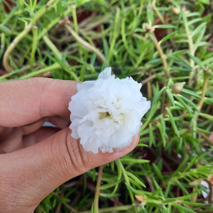 بهترین زمان کاشت بذر ناز آفتابی