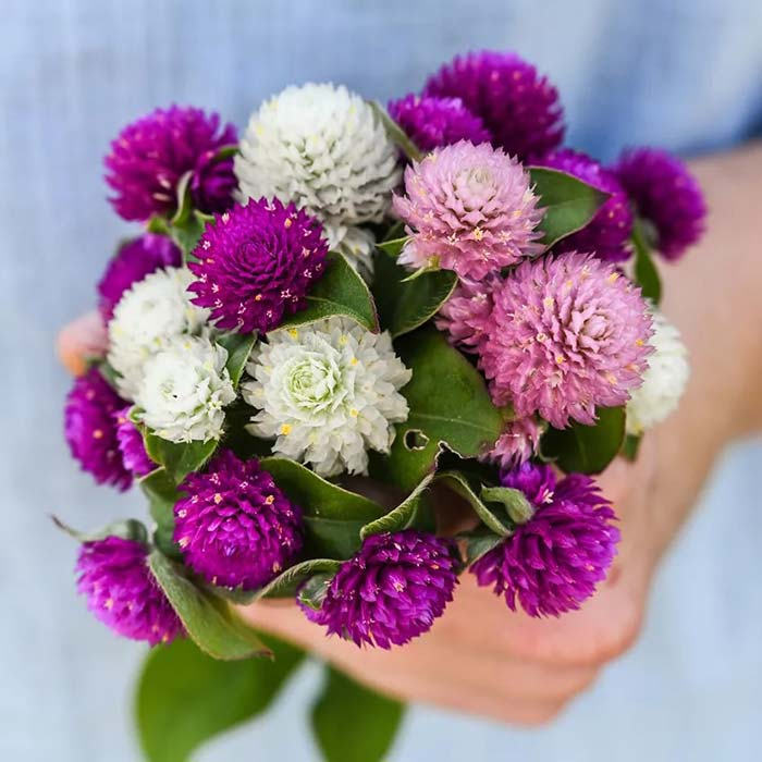 کاشت بذر گل دکمه ای