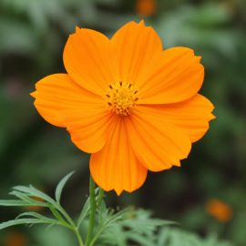 بذر گل ستاره ای نارنجی