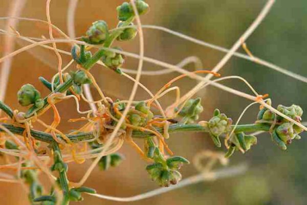 ویژگی های ظاهری علف هرز پیچک زرد یا سس