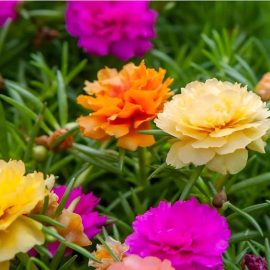 فروش عمده بذر گل ناز آفتابی
