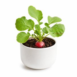 بذر عمده تربچه