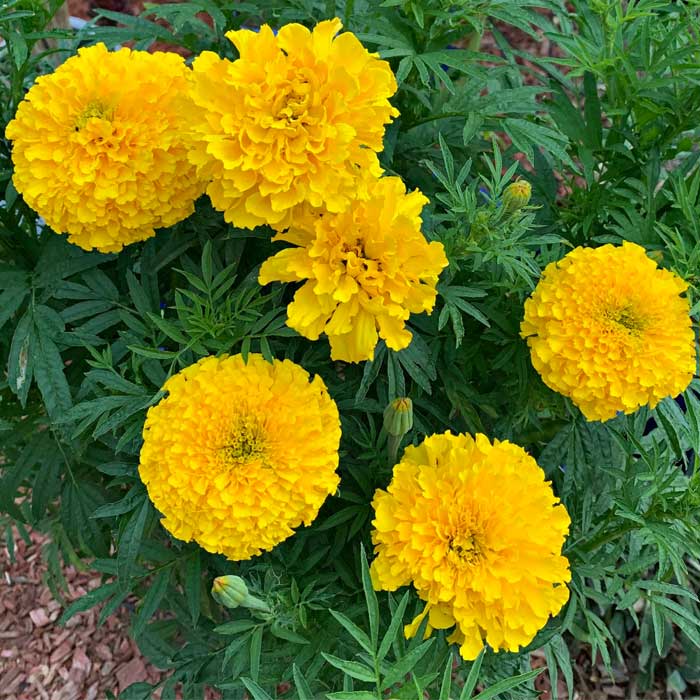 بذر عمده گل جعفری گل درشت