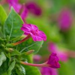 بذر-عمده-گل-لاله-عباسی-پامتوسط