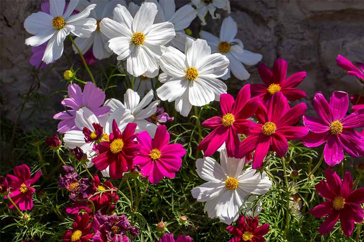 زمان مناسب کاشت بذر گل ستاره ای پابلند