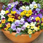 گل-بنفشه خرید بذر عمده گل بنفشه