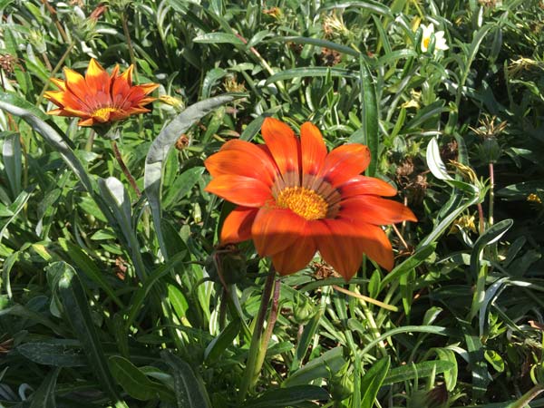 نحوه ی کاشت بذر گازانیا