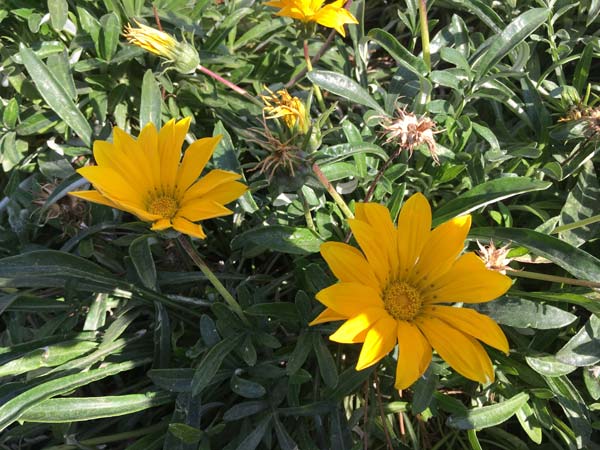 بذر عمده گل گازانیا پاکوتاه - تصویر 3