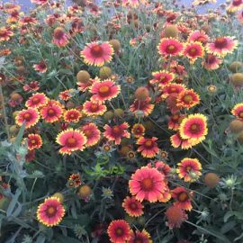 IMG_0585 خرید بذر عمده رعنا زیبا