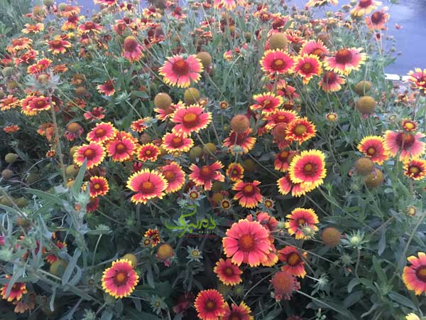 IMG_0585 خرید بذر عمده رعنا زیبا