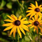 black-eyed-susan بذر عمده کوکب کوهی