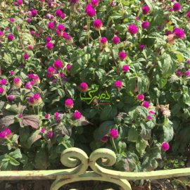 بذر گل دکمه ای قرمز