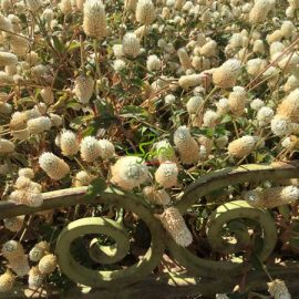 بذر کل دکمه ای سفید