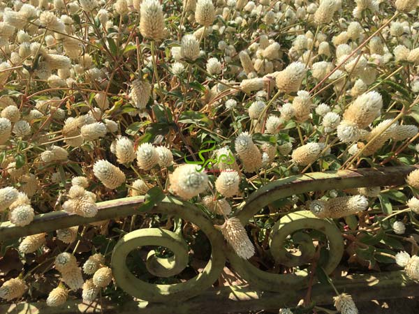 بذر کل دکمه ای سفید