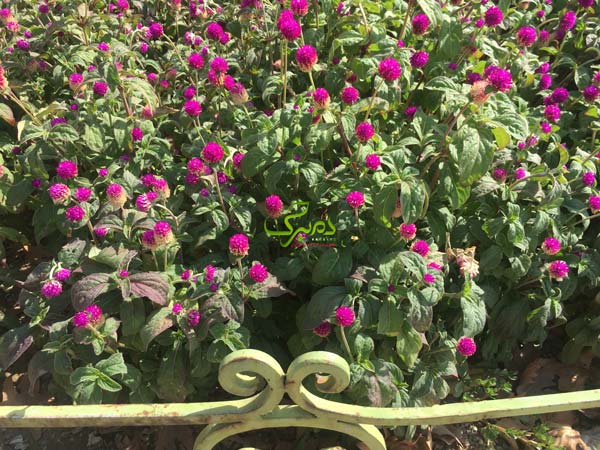 بذر گل دکمه ای قرمز