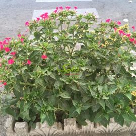 laleh-abasi بذر گل لاله عباسی