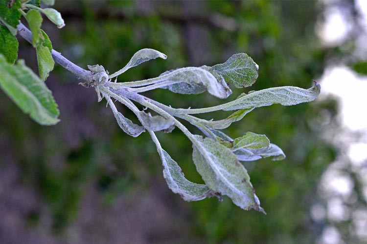 سفیدک سطحی سیب