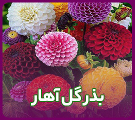 خرید بذر گل آهار