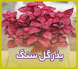 خرید بذر گلسنگ