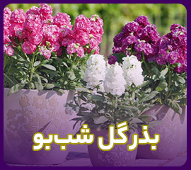 فروش عمده بذر شب بو