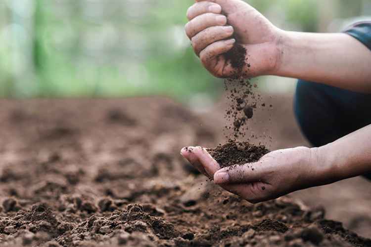 خاک مرغوب برای کاشت بذر