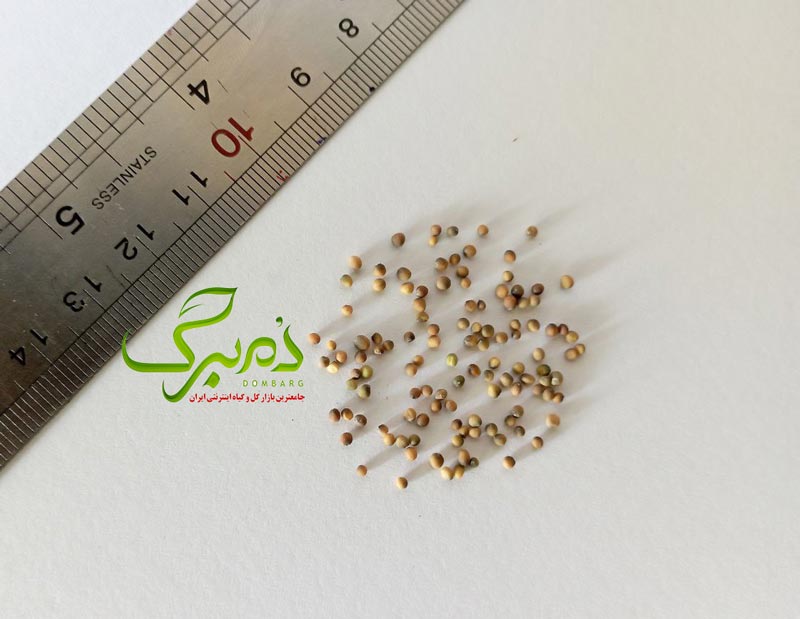 بذر کلم زینتی سفید