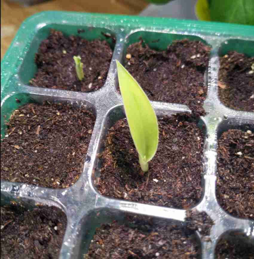 روش کاشت بذر درخت موز