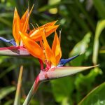 بذر گل پرنده بهشتی