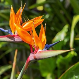 بذر گل پرنده بهشتی