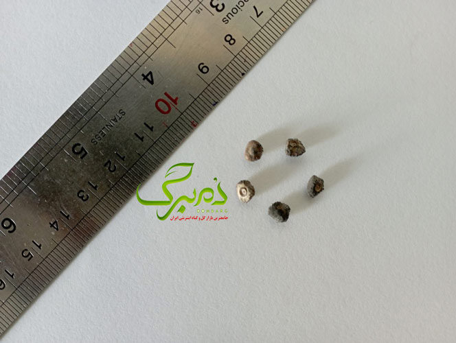 خرید بذر درخت موز