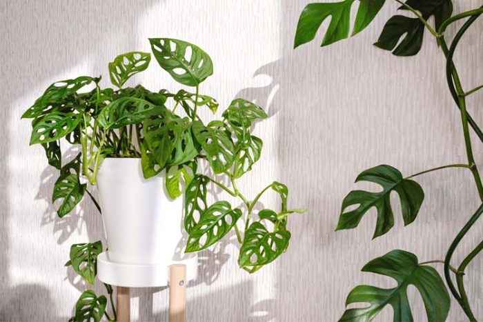 گل برگ انجیری یکی از گیاهان همیشه سبز