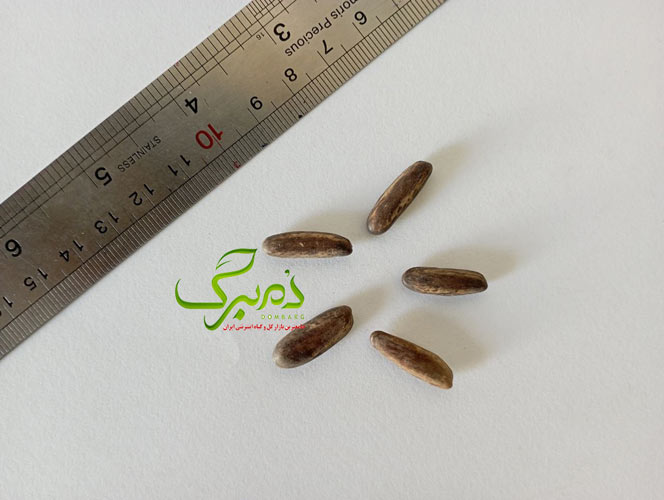 خرید بذر درخت مشعل