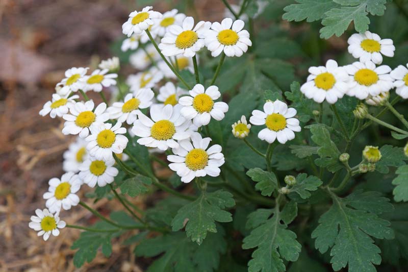 بذر گل بابونه زینتی