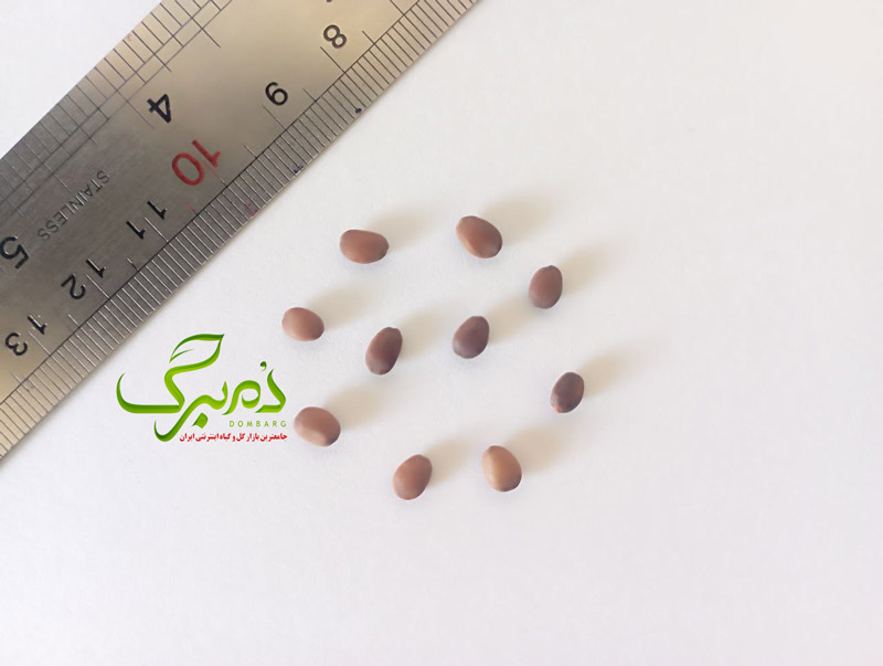 بذر درخت ارغوان