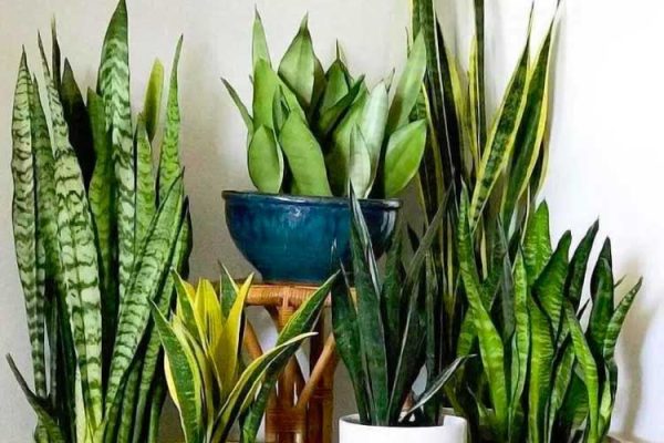 گل سانسوریا یکی از گلهای مقاوم به سایه