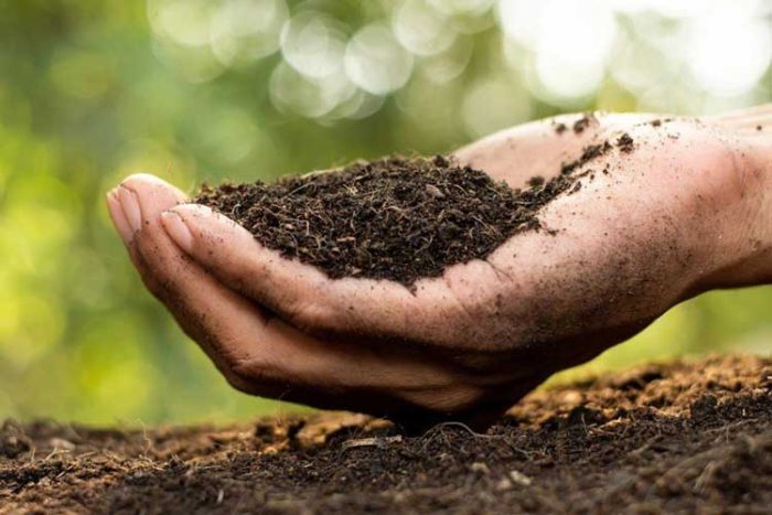 کود ارگانیک برای سبزیجات