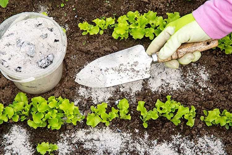 پاشیدن کود در کنار نوار کاشت