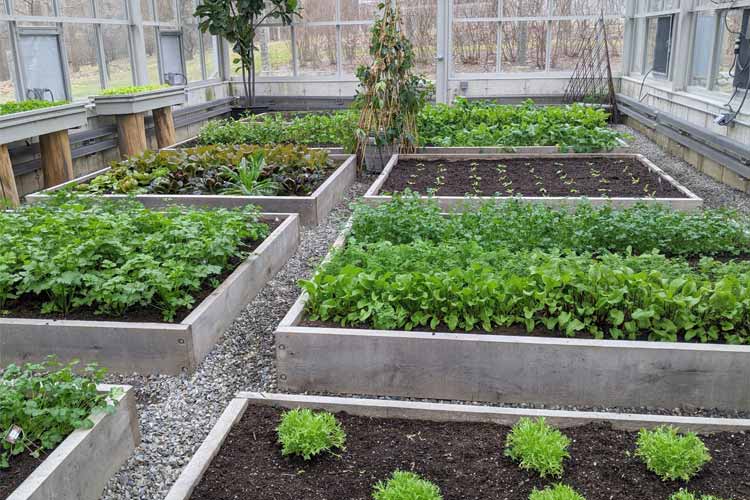 سبزیجات قابل کشت در گلخانه