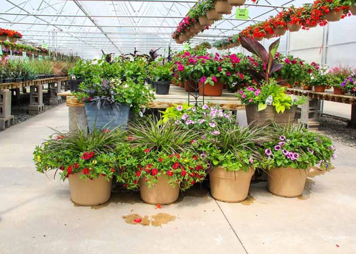 گل های گلخانه ای محبوب