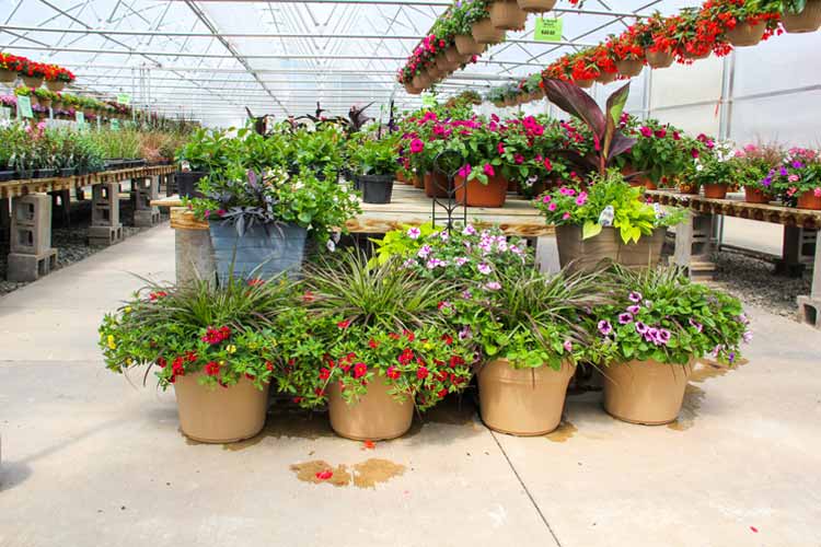 گل های گلخانه ای محبوب