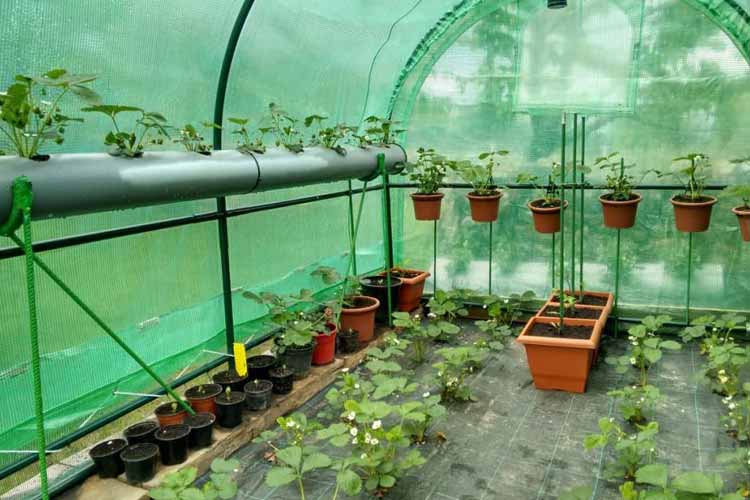 مزایای پرورش گیاهان در گلخانه