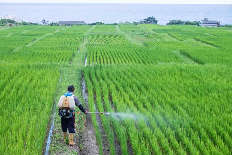 نحوه مصرف کودهای شیمیایی