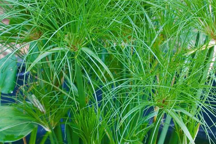 گیاه پاپیروس