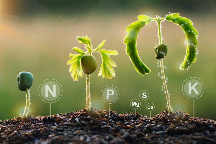 کود ان پی کی