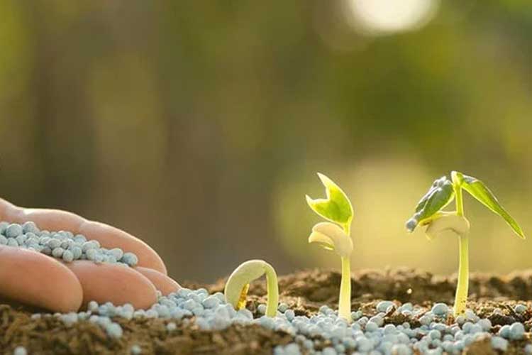 کوددهی گیاه با نیترات کلسیم