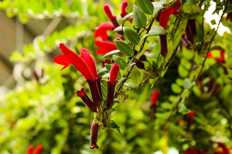 گل آشینانتوس یکی از گیاهان گلخانه ای